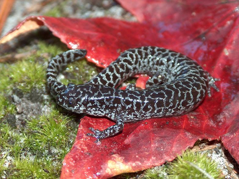 Frosted flatwoods salamander (Ambystoma cingulatum, G2). Photo by Michael Graziano. 