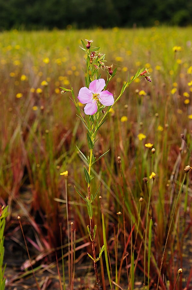 Habitat maps for awned meadowbeauty (Rhexia aristosa) generated by NatureServe will help foresters in South Carolina find this wildflower and consider how to manage the places in which it thrives. | Photo by Mike Baker