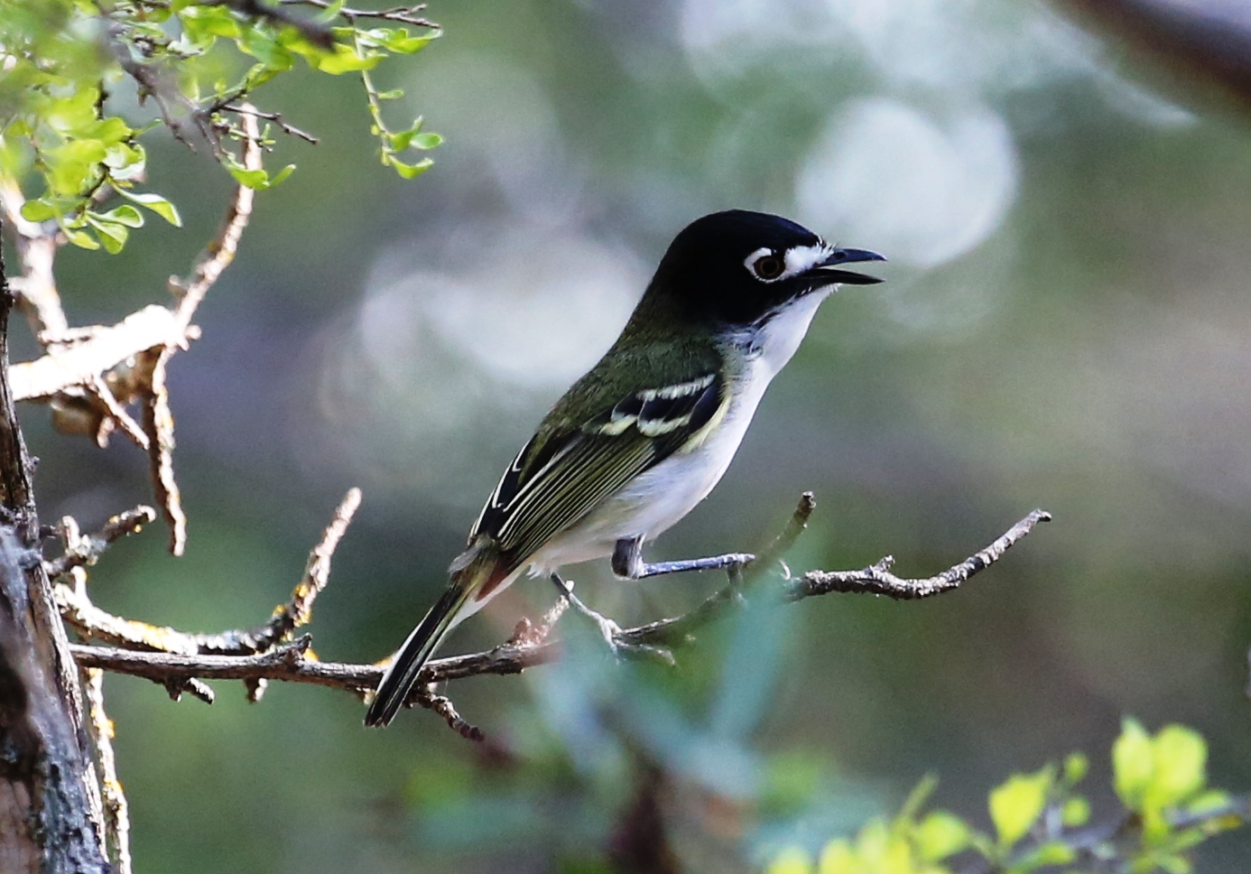 Black-capped vireo