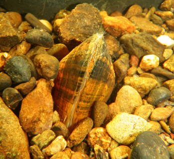 Brook floater (Alasmidonta varicosea) | Photo courtesy the Miramichi River Environmental Assessment Committee
