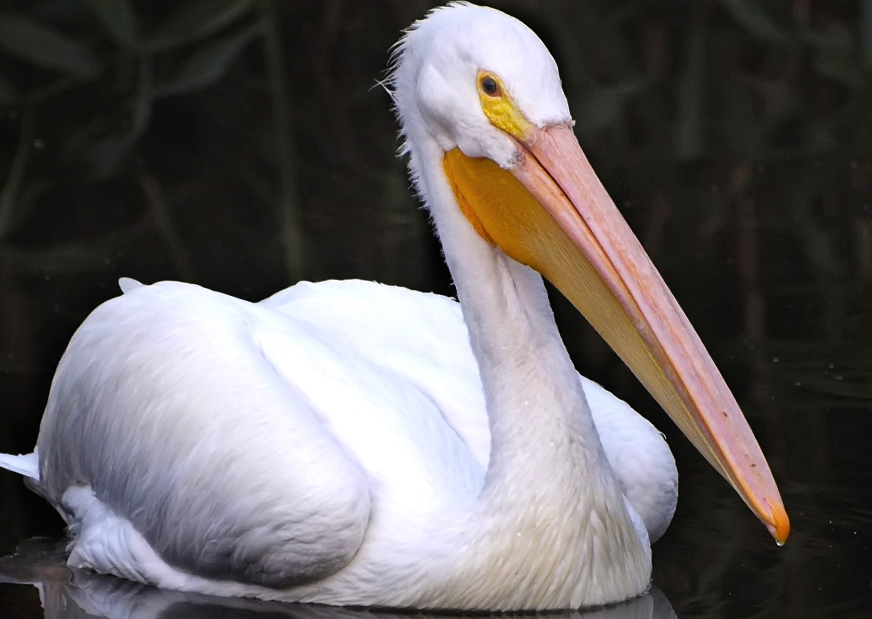 American white pelican (Pelecanus erythrorhynchos). Photo by Ingrid Taylar.