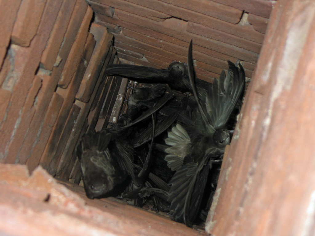 The view inside a chimney. The NatureServe Network provided crucial data to show the chimney swifts’ (Chaetura pelagica) breeding habits in Manitoba and their reliance on manmade structures. Described as resembling a “flying cigar,” the chimney swift can eat a thousand mosquitoes a day.| Photo by Steve Benolt.