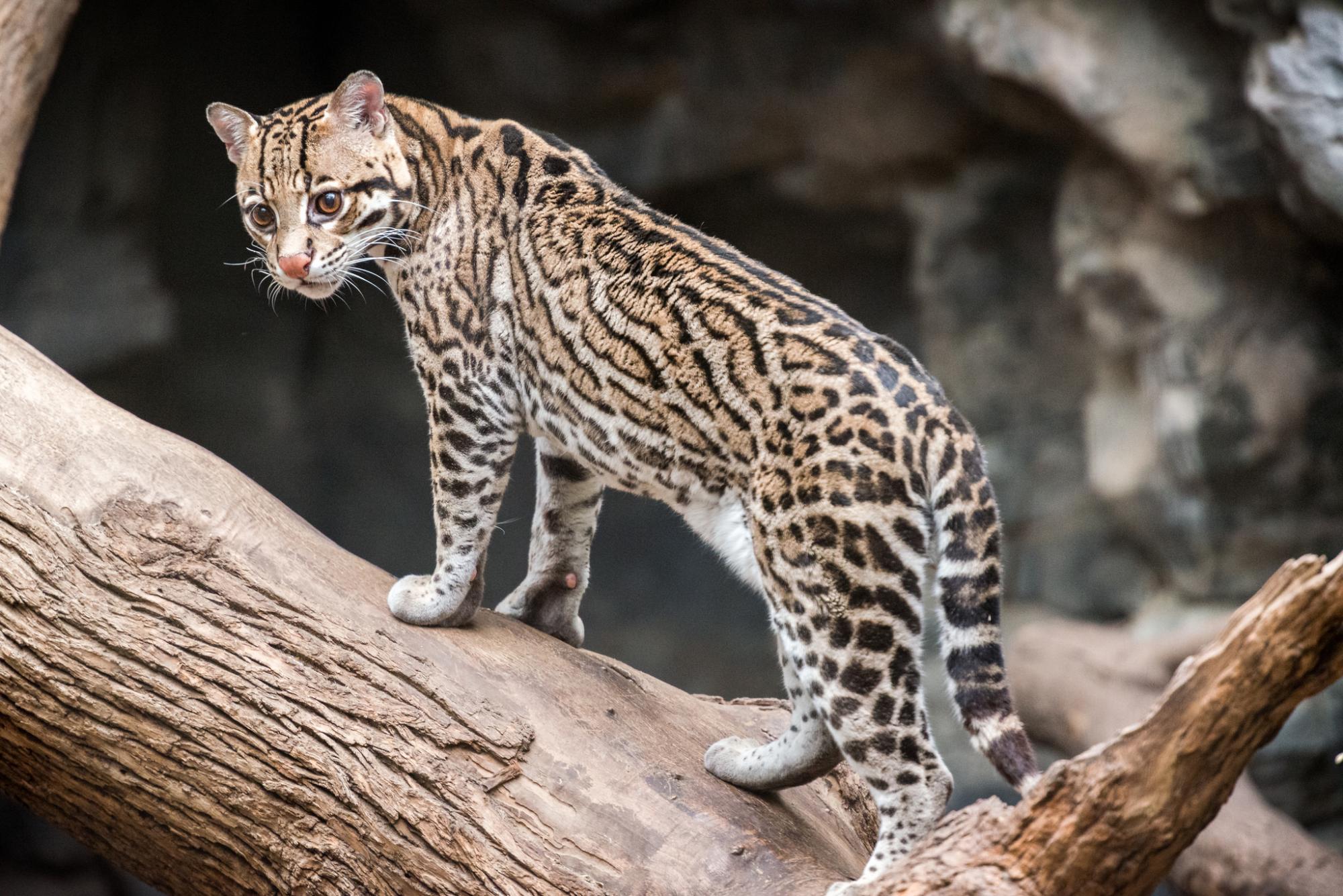 Ocelot standing on a branch | Photo by Eric Kilby