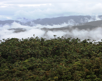 The Yungas rain forest, Peru. Photo courtesy of ECOAN.