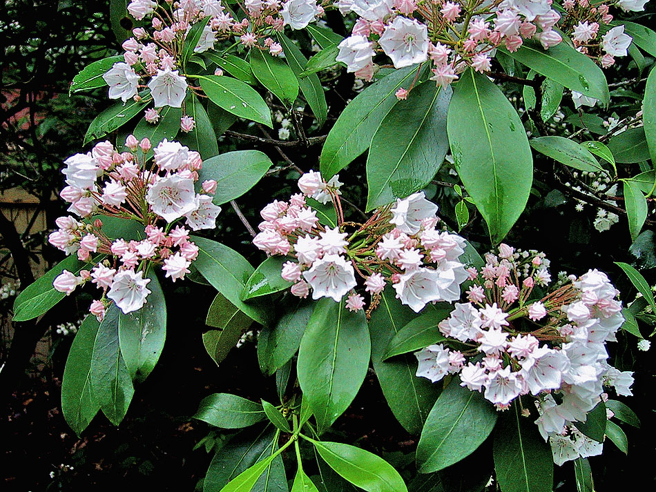 Mountain laurel (Kalmia latifolia) is a blooming shrub found in Rock Creek Park that provides respite for migrating warblers.
