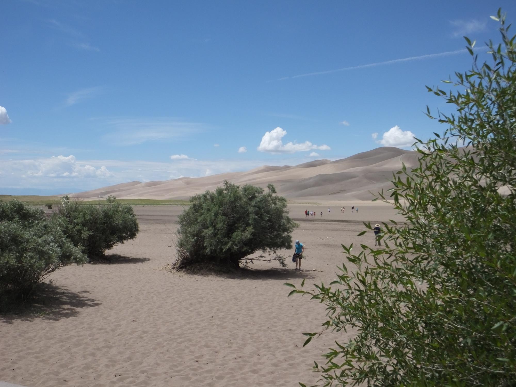 Narrowleaf cottonwood at Great Sand Dunes National Park in Colorado.