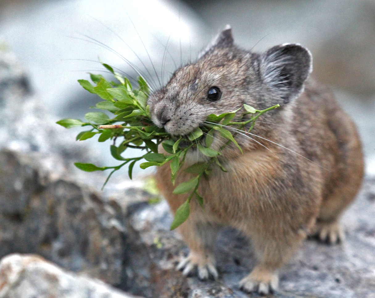The American pika thrives in the cooler temperatures and alpine vegetation of rocky slopes near the tops of mountains. As temperatures rise, the pika is forced to move farther up the mountain—constricting its natural range and crowding into existing habitats. 