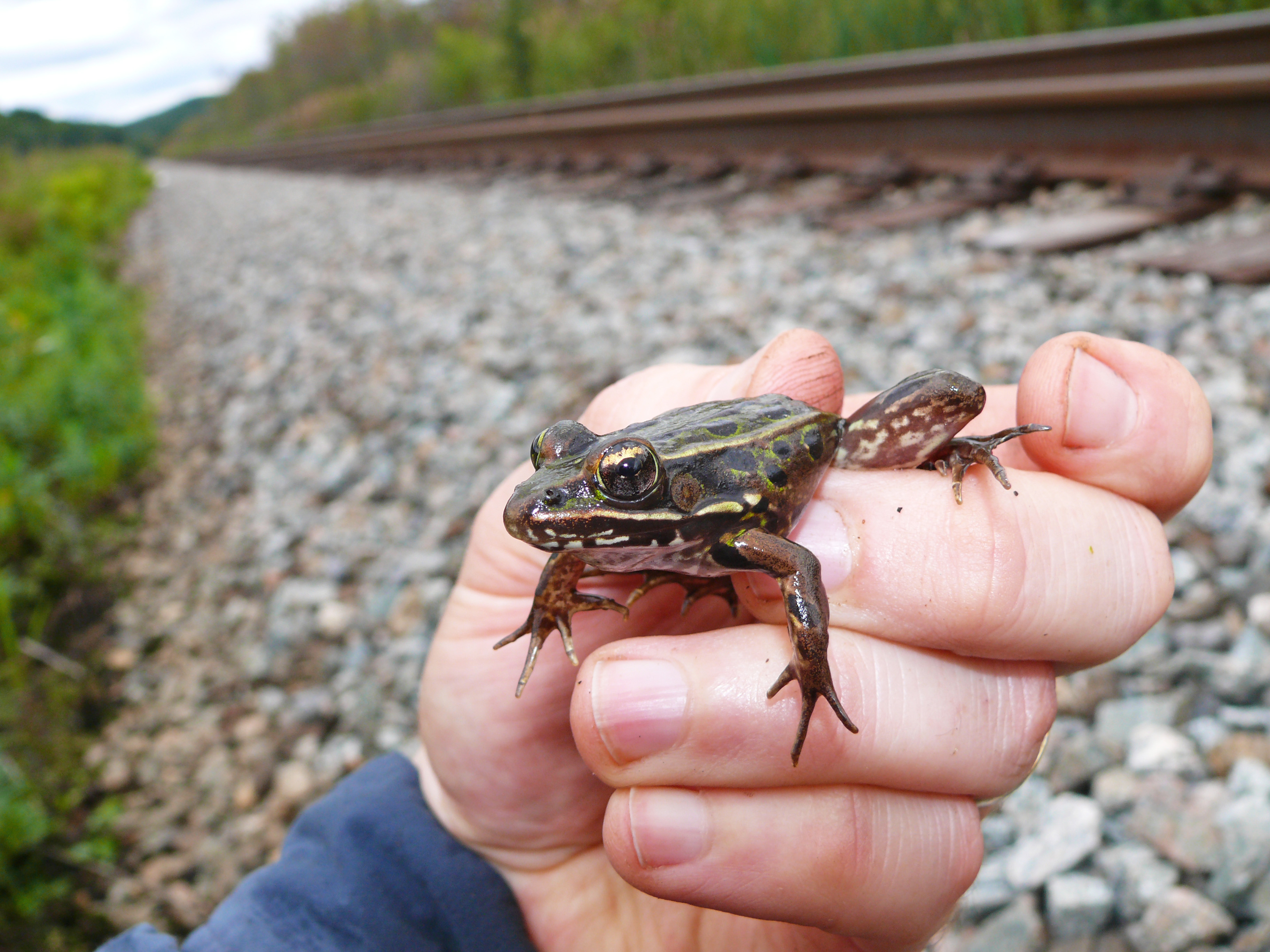 A team of biologist that includes members of the NatureServe Network are working to establish a new species of leopard frog. Photo by Matt Schlesinger