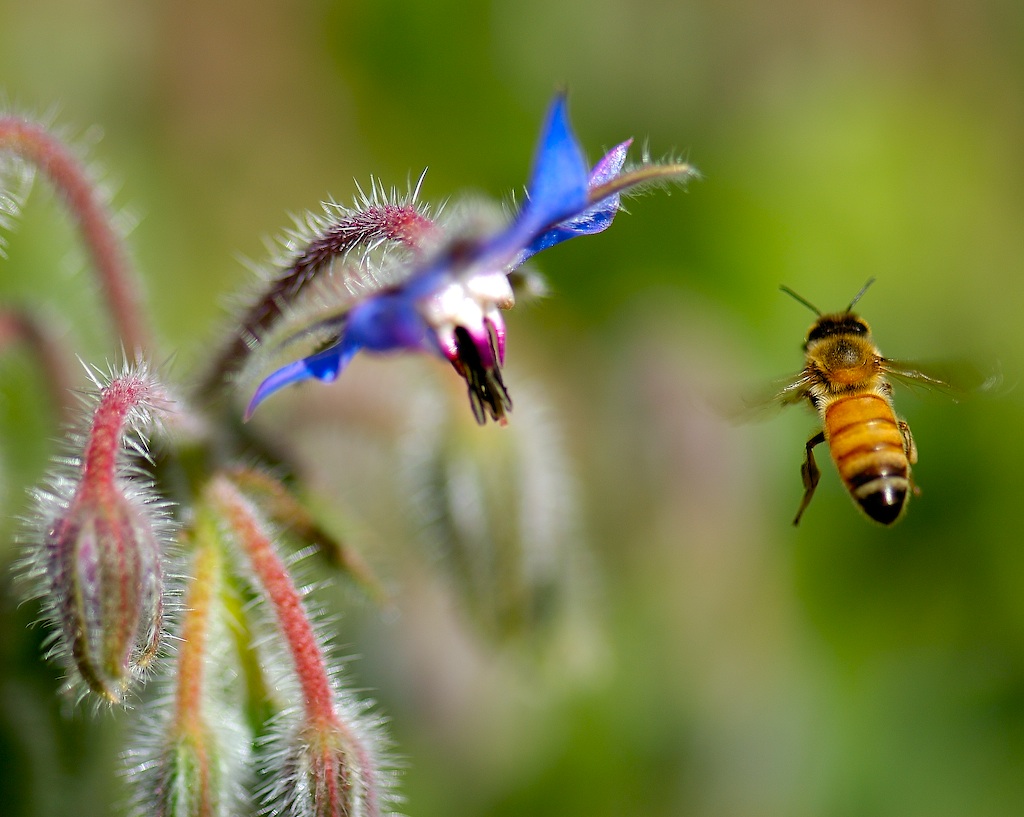 NatureServe is urging the White House to promote the inclusion of plants and their pollinators in State Wildlife Action Plans, many of which will be re-written by next year. Photo by Danny Perez Photography