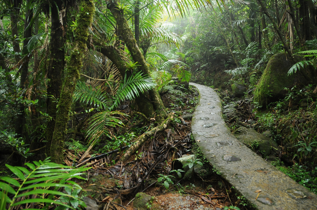 El Yunque Trail | Photo by  Diego Cupolo