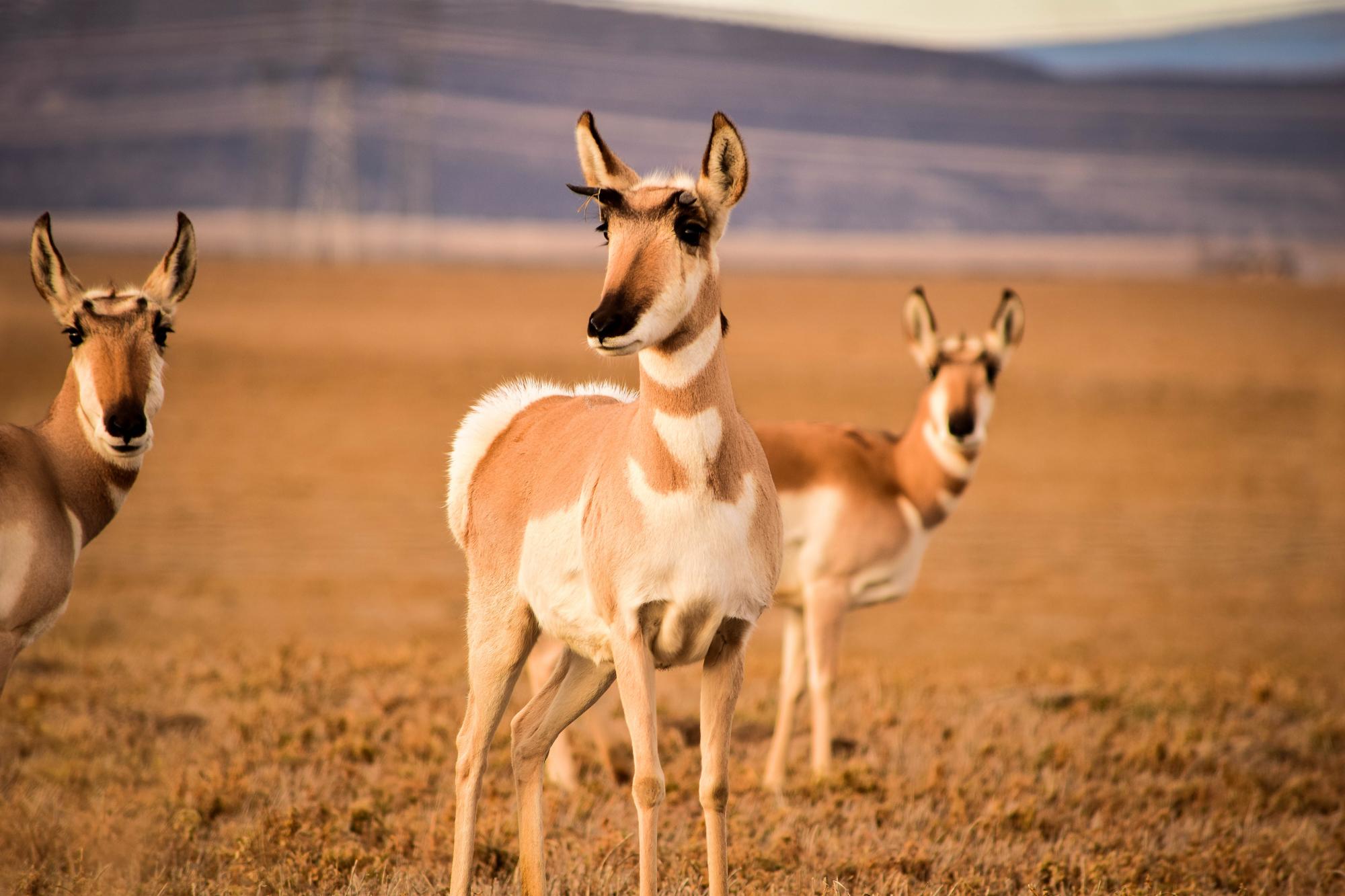 With NatureServe’s help, managers of the Sheldon-Hart Mountain National Wildlife Refuges are maintaining large migratory herds of pronghorn (Antilocapra americana). | Photo by Jon Nelson