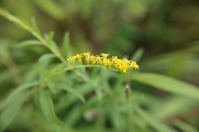  Collaboration between NatureServe and the Maryland Natural Heritage Program has resulted in the rediscovery of eight species, including this rock goldenrod (Solidago rupestris). | Photo by Wes Knapp