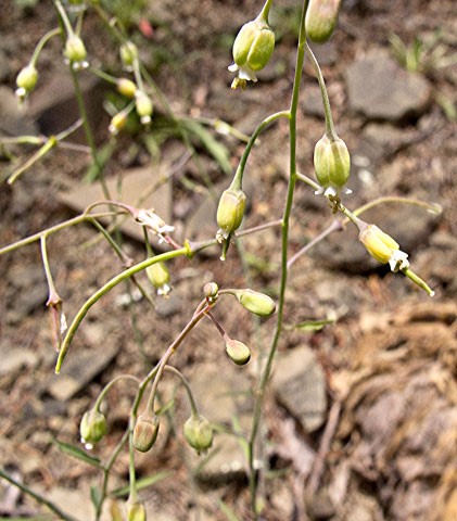 Shale barren rock cress (Boechera serotina) grows out of rocky steep slopes of bare shale in parts of Virginia and West Virginia, particularly around the Shenandoah Valley.