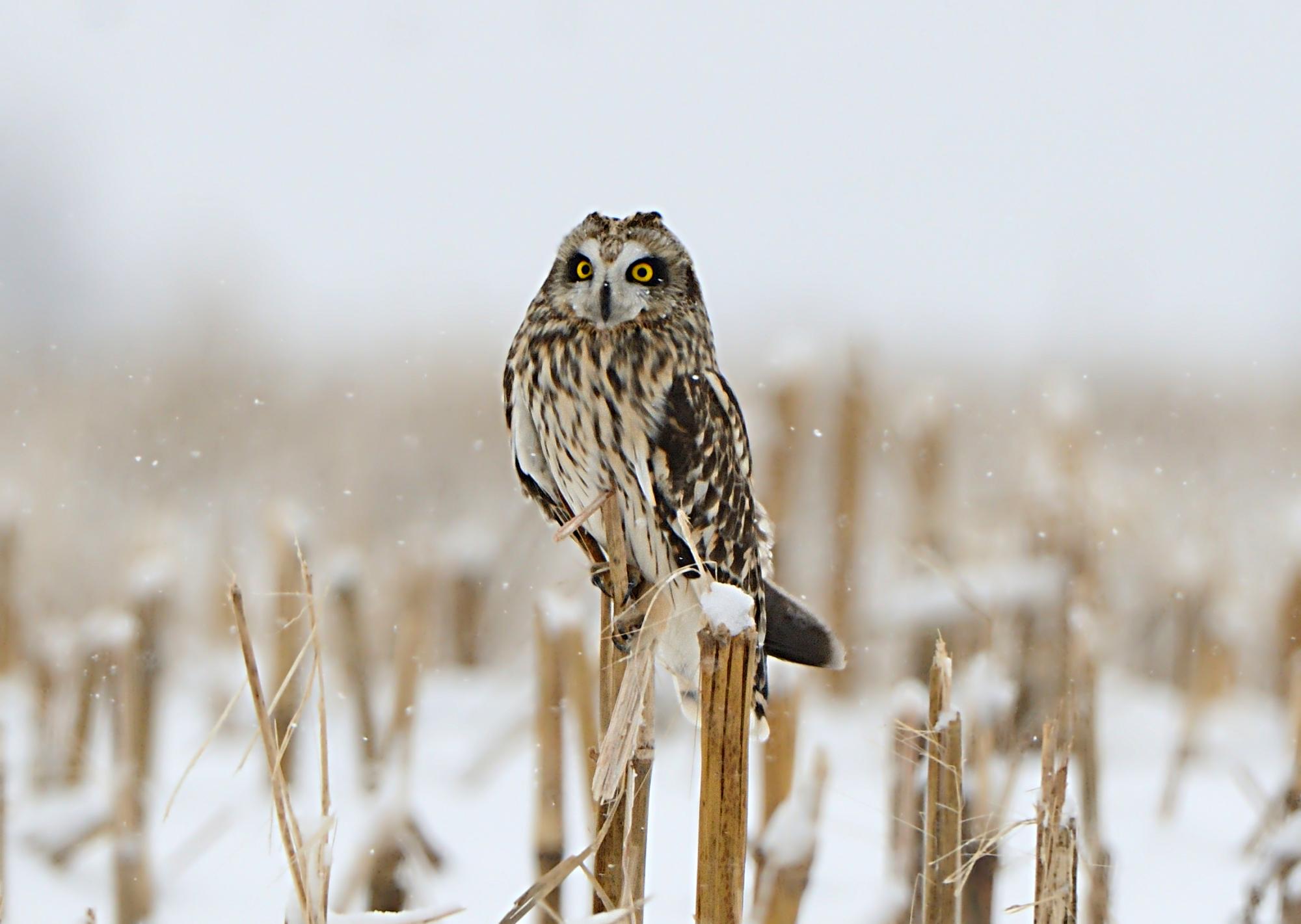 The short-eared owl migrates seasonally throughout its range, which includes every continent except Australia and Antarctica. | Photo by Dave Inman.