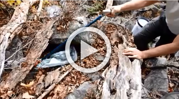 The Vermont Natural Heritage Inventory shares this video of tagging and assessing the health of a critically imperiled species in their state.