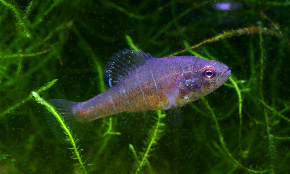 Spring pygmy sunfish