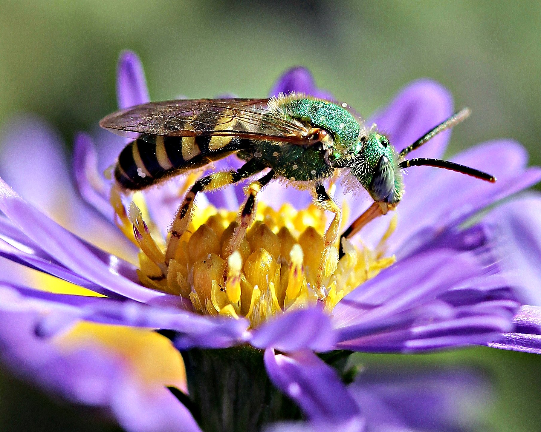 Sweat bees are one of the more obscure pollinator species that NatureServe believes need more scientific scrutiny. Photo by Patty O'Hearn Kickham
