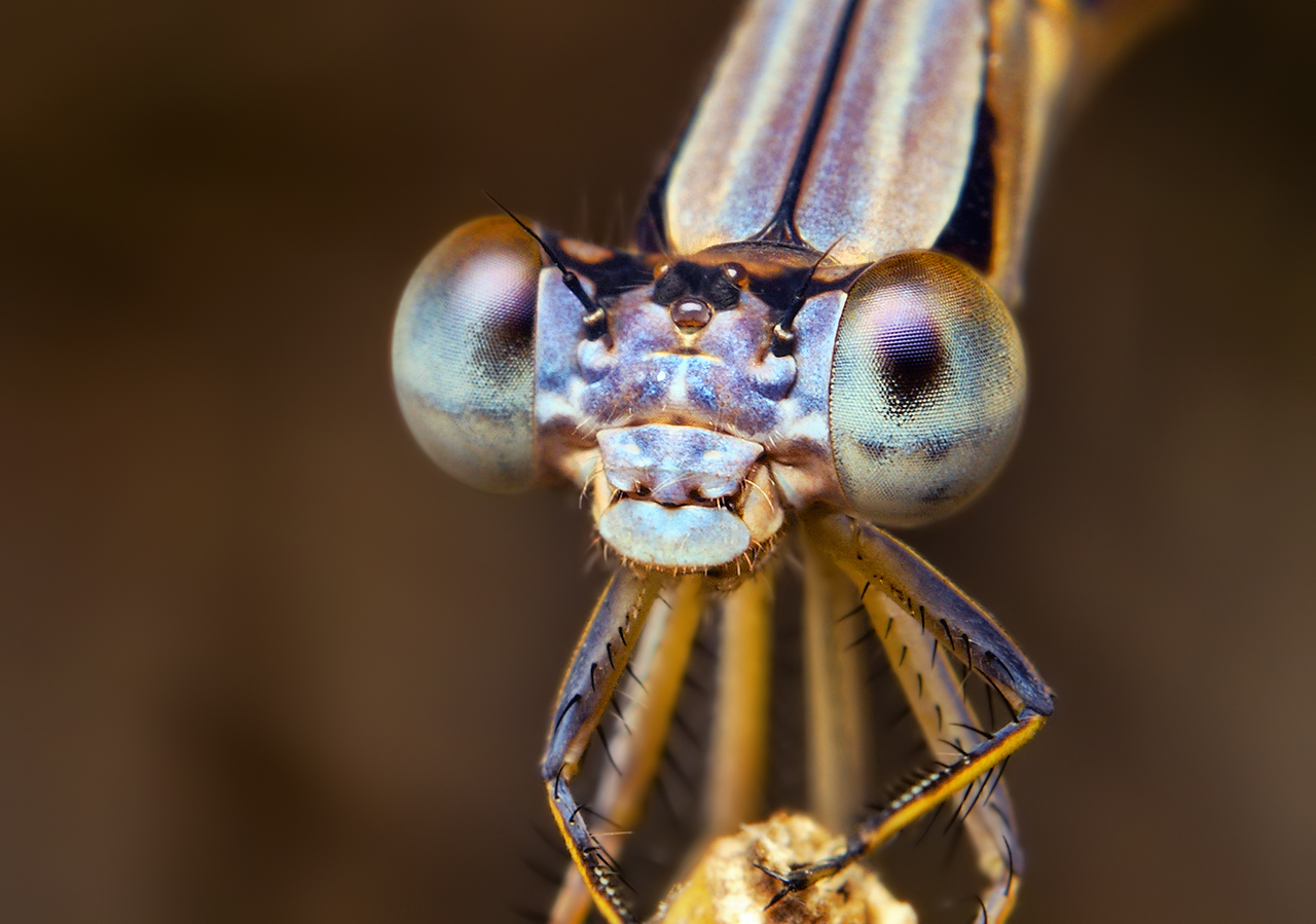 Our hundreds of new maps include range maps for the 227 species of damselflies (above) and dragonflies that live in the northeastern United States. | Photo by Thomas Shahan