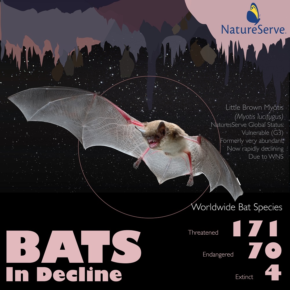 NatureServe Network Programs Discover Bat Outside of Range, New to