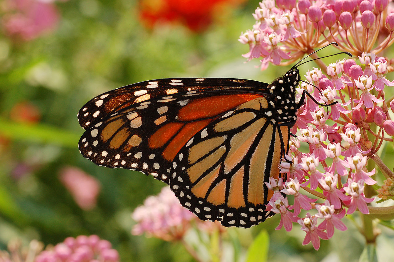 The loss of milkweed habitats is a key force behind the stunning decline of monarchs. Monarch larvae feed exclusively on the plant. 