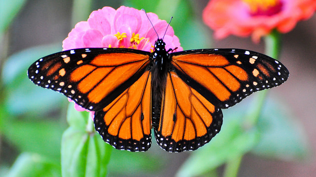 Monarch butterfly (Danaus plexippus) | Photo by Peter Miller