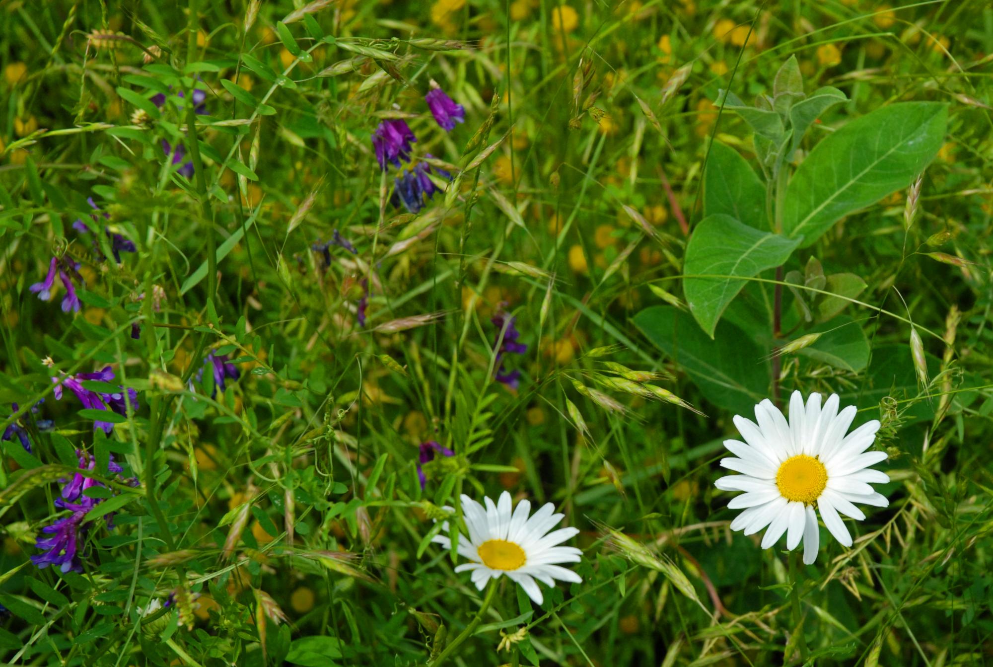 Oxeye daisy (Leucanthemum vulgare), Common vetch (Vicia sativa), Tall milkweed (Asclepias syriaca) | The preserve includes both native and non-native species, and our BioBlitz will help us better understand the extent and diversity of them all | Photo by Sonke Johnsen