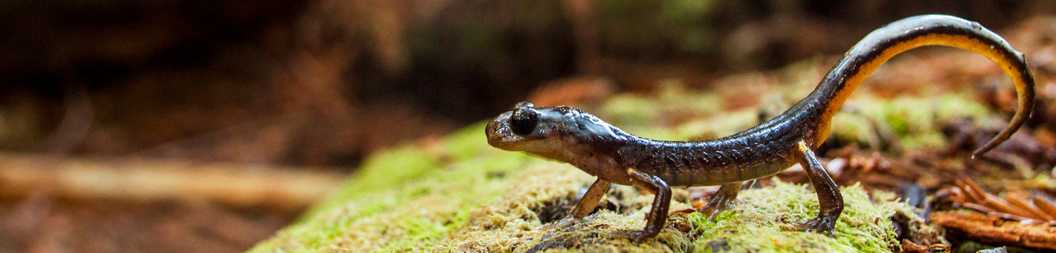 Oregon Ensatina