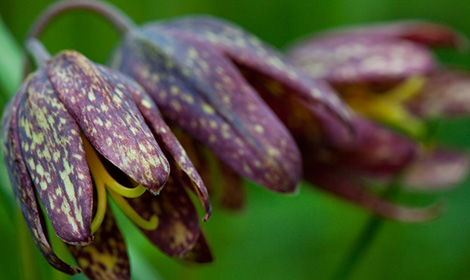 Lys au chocolat (Fritillaria biflora)