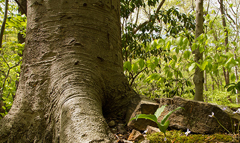 Roble - Haya, Bosque de Heath