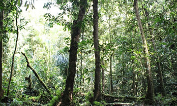 Ghana's Atewa Forest