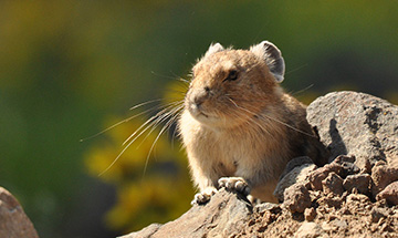 American Pika