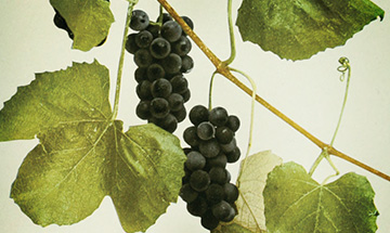 Vitis species