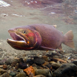 Oncorhynchus clarkii  NatureServe Explorer