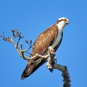 Osprey  Audubon Center for Birds of Prey