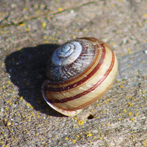 Wild About Illinois Land Snails and Slugs!