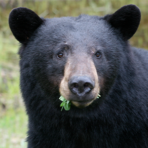 A black bear chewing on leaves.