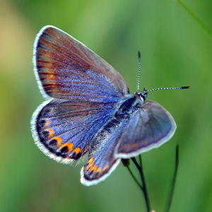 Lv Butterfly Clear Case  Natural Resource Department