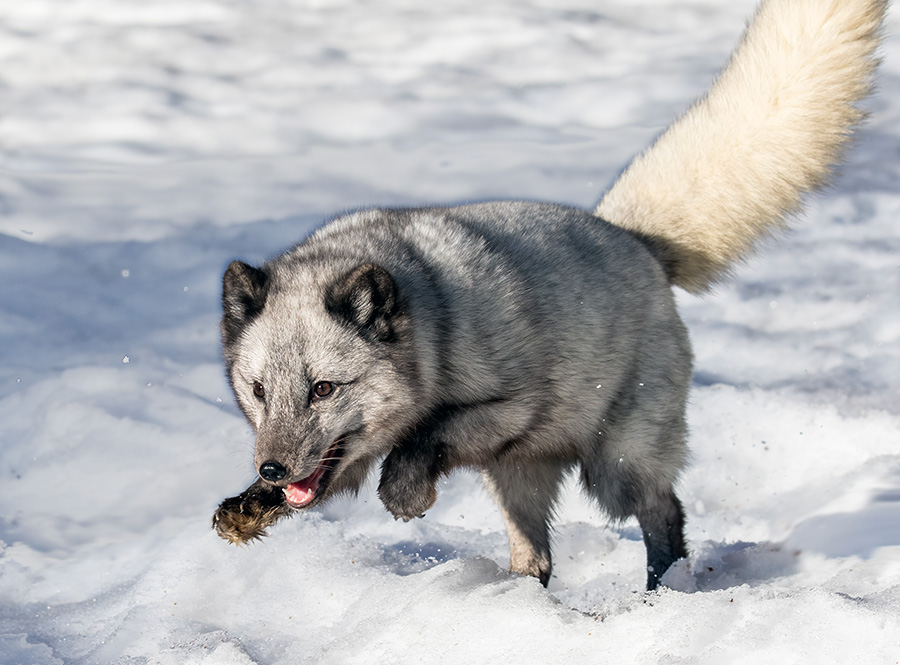 An arctic fox bounds through the snow