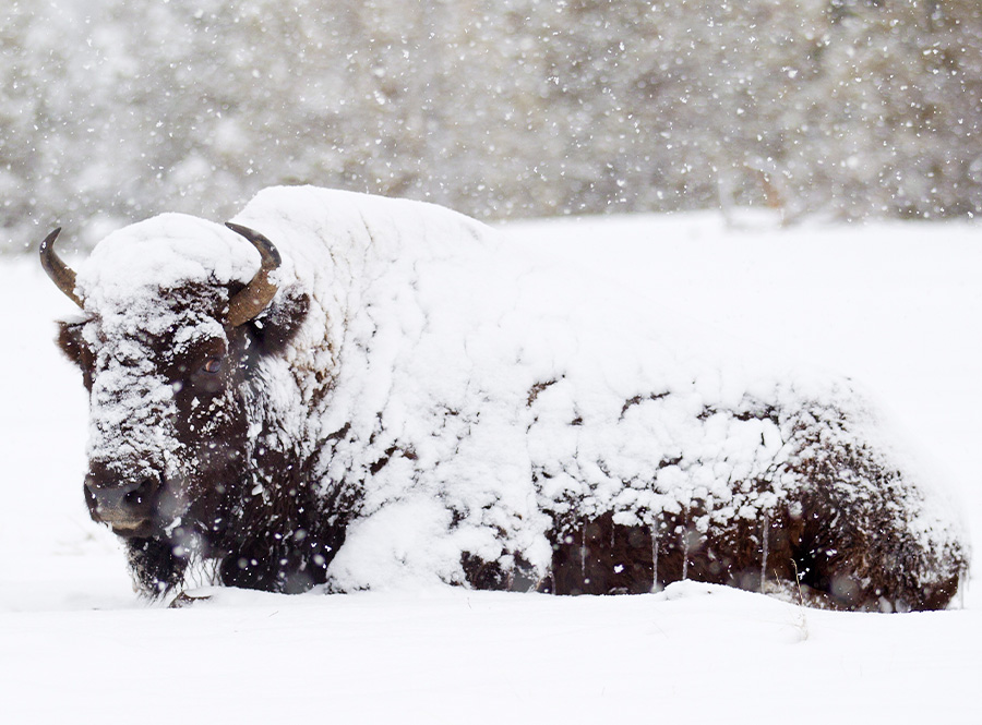 A bison rests in a wintry landscape covered in snow