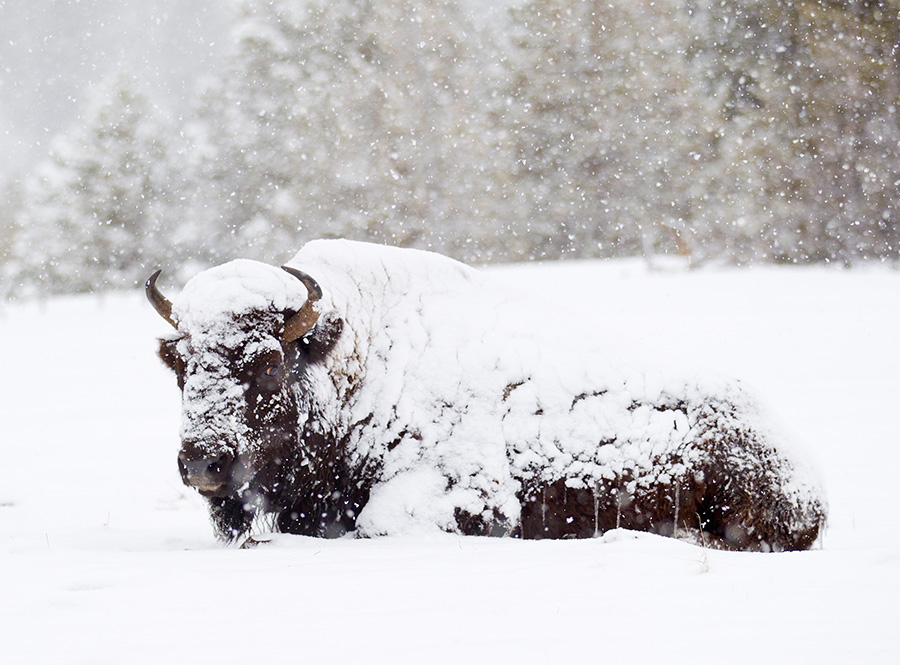 An American bison rests in the snow