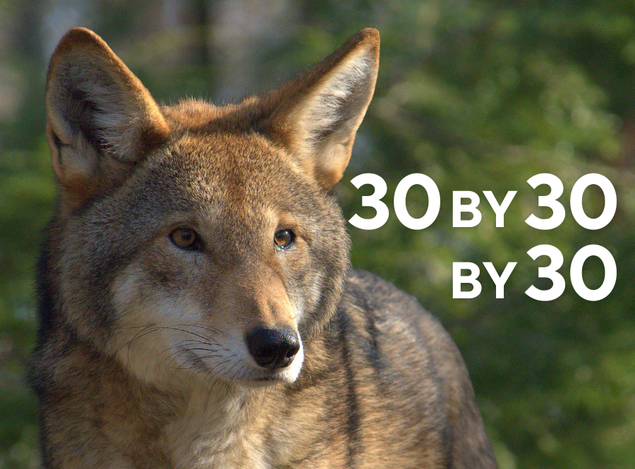 The text 30 by 30 by 30 is imposed over an image of a red wolf