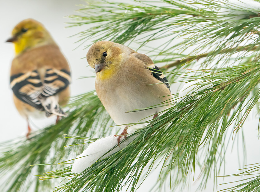 An American gold finch rests on a branch