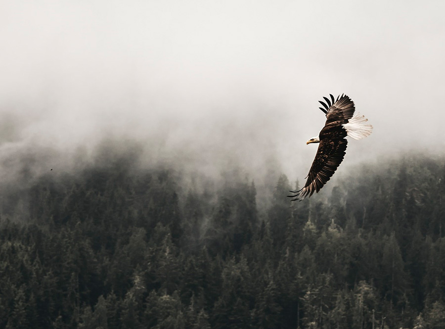 A bald eagle soars over a misty forest