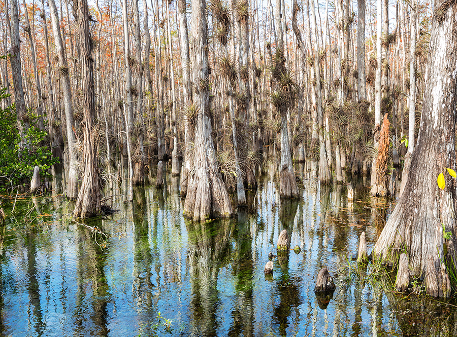 Un marécage bassin étang-cyprès