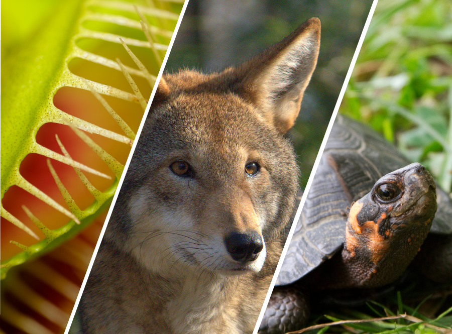 A collage of photos showing a venus flytrap, red wolf, and bog turtle