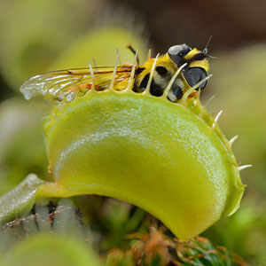 The 7 Best Fly Traps of 2024