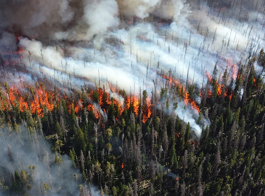 Un bosque está envuelto en humo mientras un incendio forestal lo arrasa