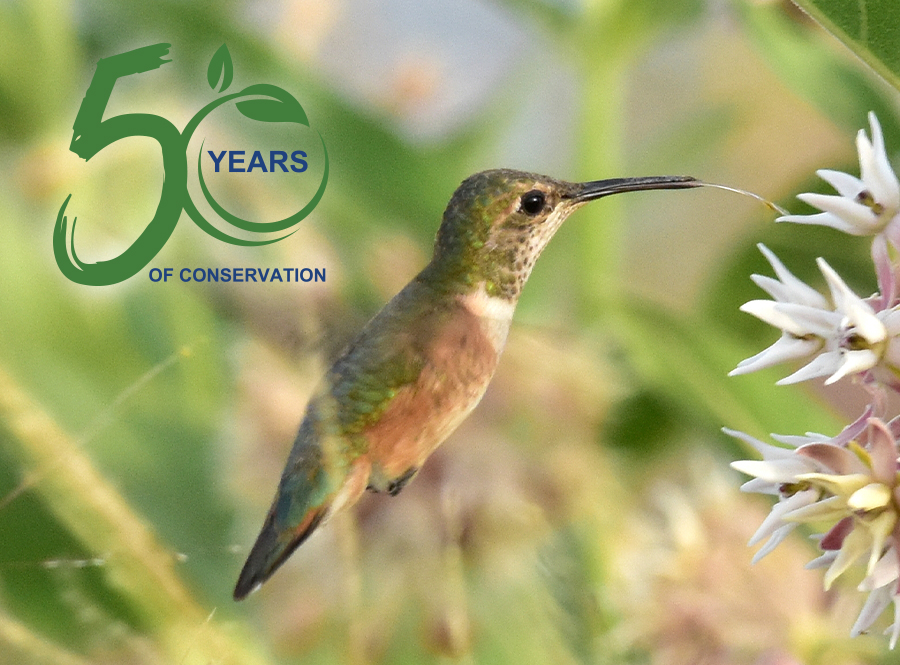 A hummingbird pollinates a flower with the words 50 Years of Conservation