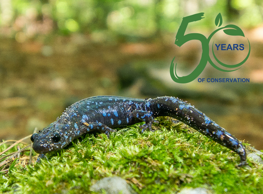 A black salamander with blue spots and the text 50 Years of Conservation