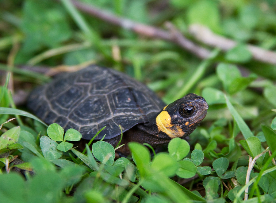 A small black turtle with an orange band on its neck